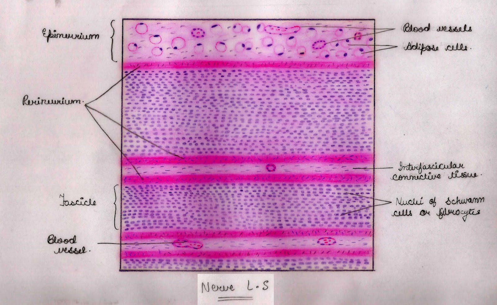 Histology Image: Nervous tissue