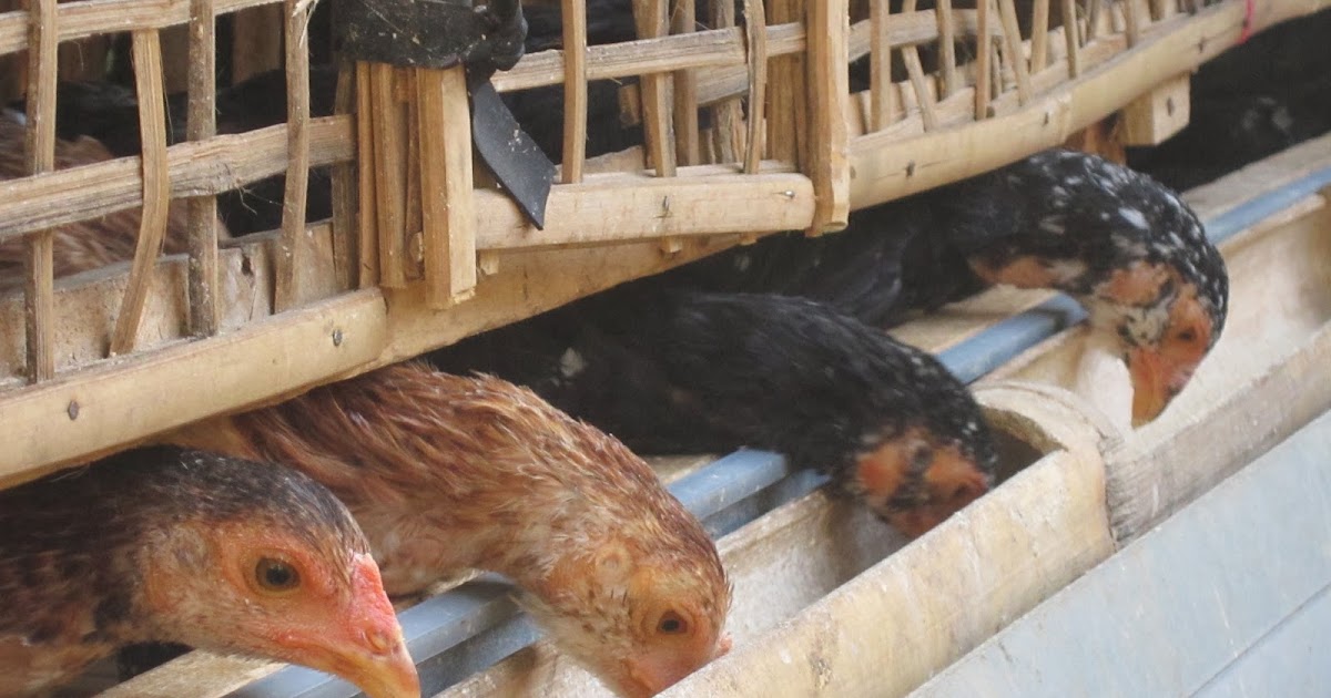 Cara Membuat Kandang Sederhana - Ayam Kampung Banyuwangi