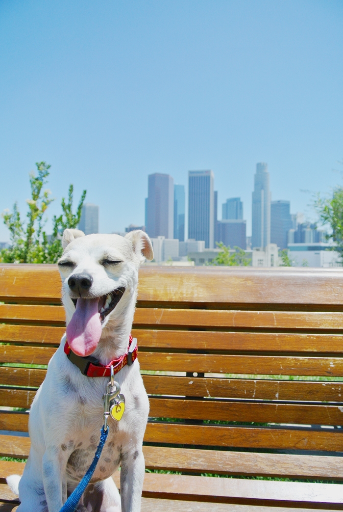 Cute Dog Smiling in LA