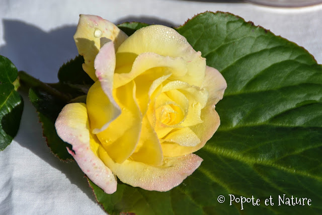 Soupe paysanne aux brocolis et au cheddar © Popote et Nature rose jaune légèrement rose avec de la rosée