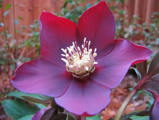 Flower Homes Christmas Rose Flowers