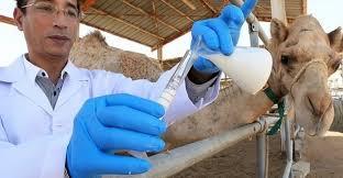 Bikaner Camel Milk experiment