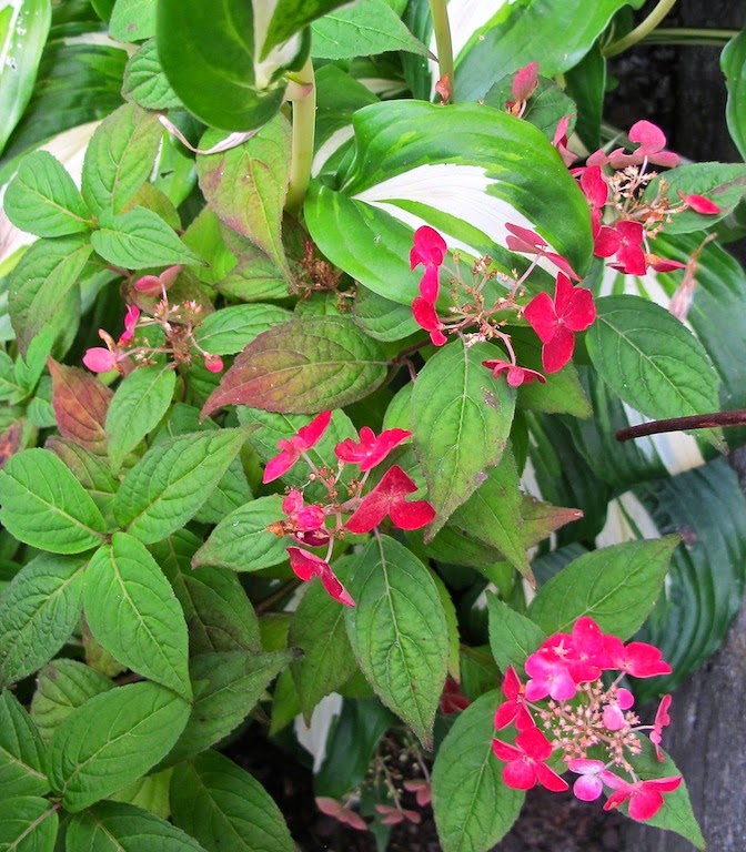 Hydrangea Sargentiana Care And Culture Travaldo S Blog