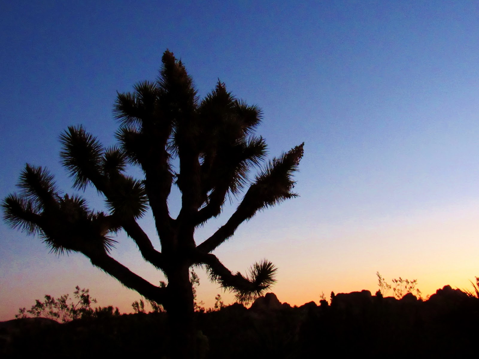Joshua Tree Woodlands A Tale of Sloths, Moths and the Trees that Need Them