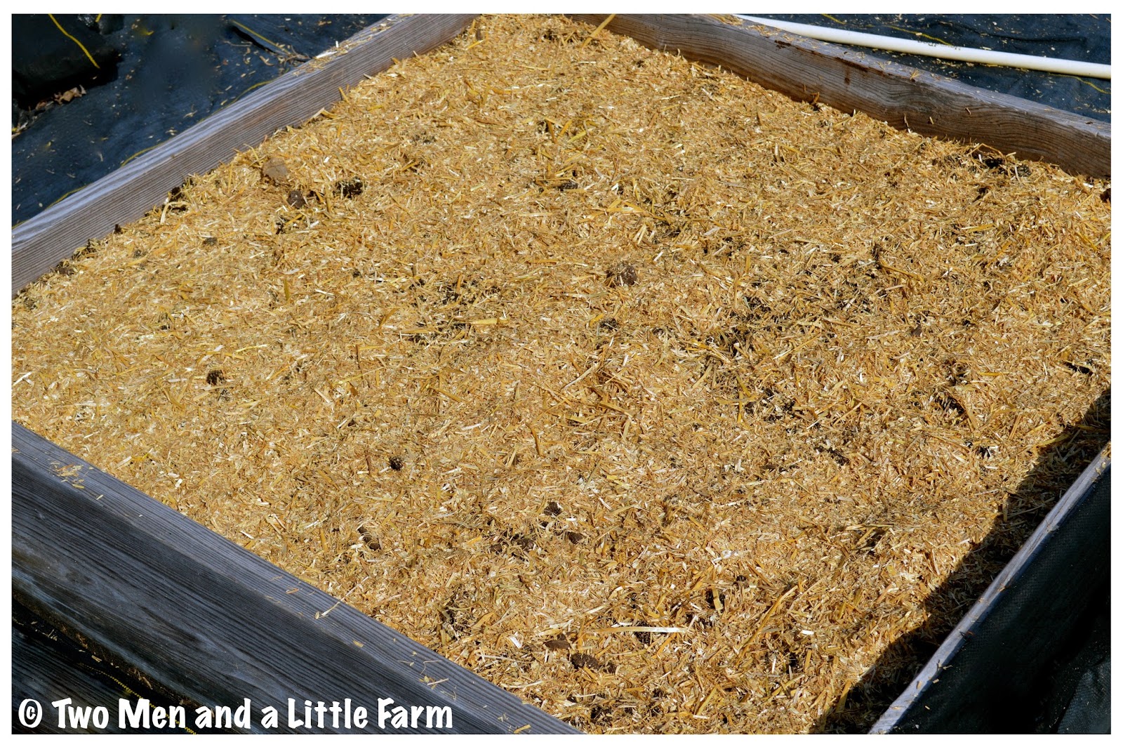 Two Men and a Little Farm RAISED BED GARLIC TRYING AGAIN