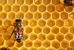 tessellations tessellation nature patterns pattern math geometric example found tesselation geometry examples everyday polygons hexagon tesselations honeycomb bee grade really