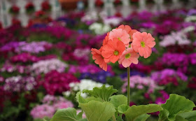 Poison Primrose
