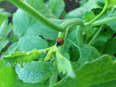 coccinelle au jardin