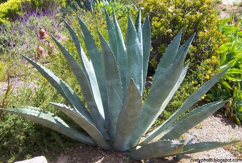 Цветок Агава Фото Уход В Домашних Условиях