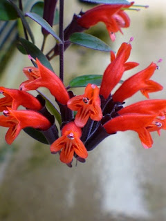 Jardineria, Catalogo de Plantas: Aeschynanthus lobbianus