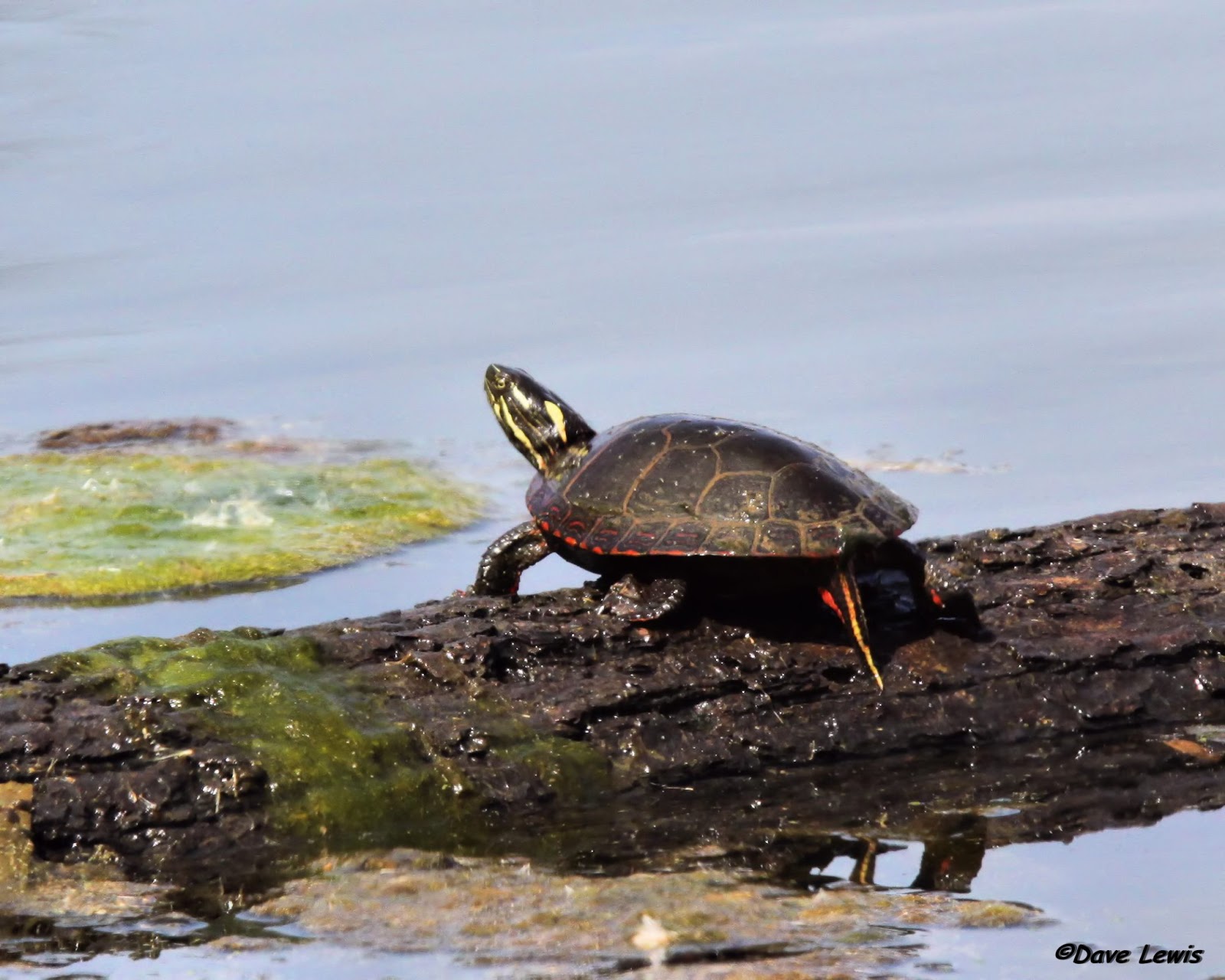 Birds from Behind Wetlands...