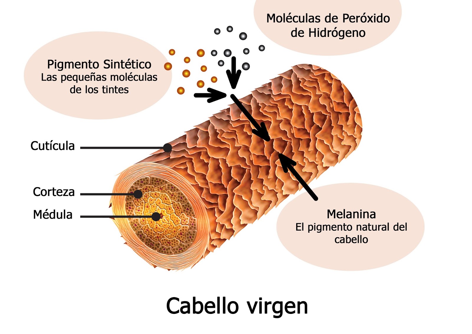 Comunidad Del Cabello Largo MARCAS DE TINTES NATURALES Y Sin QUIMICOS Comunidad Del Cabello Largo MARCAS DE TINTES NATURALES Y Sin QUIMICOS