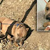 Ce pitbull atteint d'une grosse tumeur au scrotum est abandonné volontairement par son maître