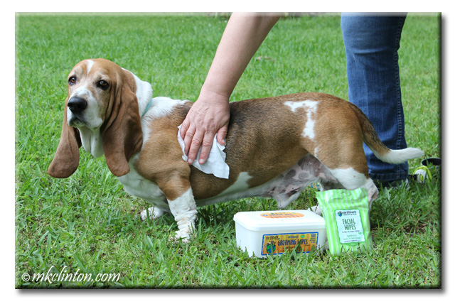 Basset Hound with #7 on side being wiped with earthbath grooming wipes