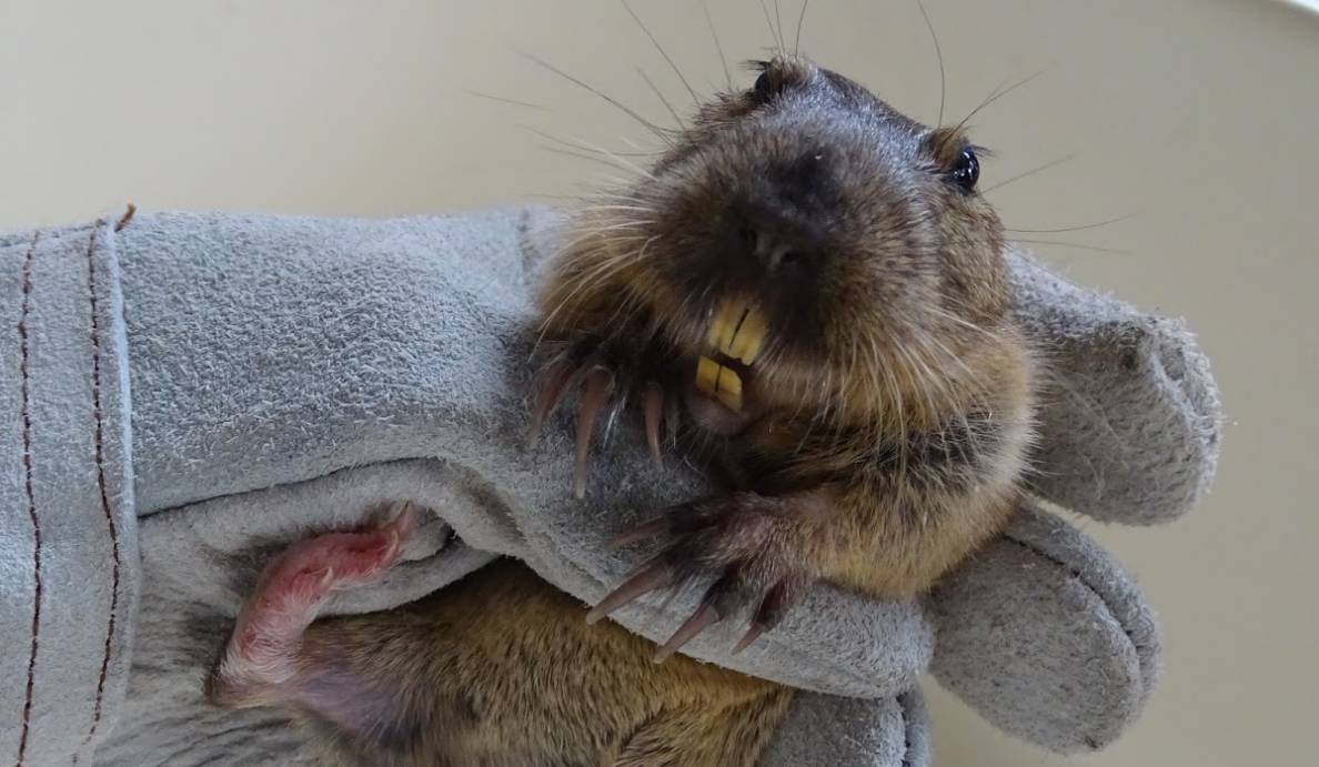 La tuza, también conocida como ardilla terrestre Biología