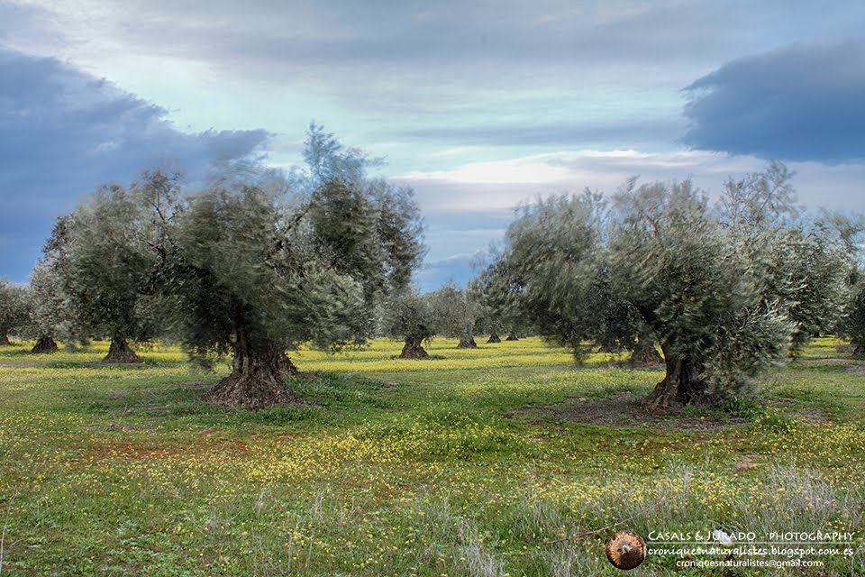 CRÒNIQUES NATURALISTES RETORN A CALERA. RETORNO A CALERA. RETURN TO CALERA