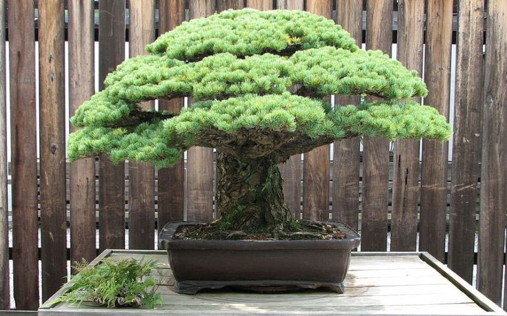 Η ιστορία του bonsai που «γεννήθηκε» το 1625! ζωακια