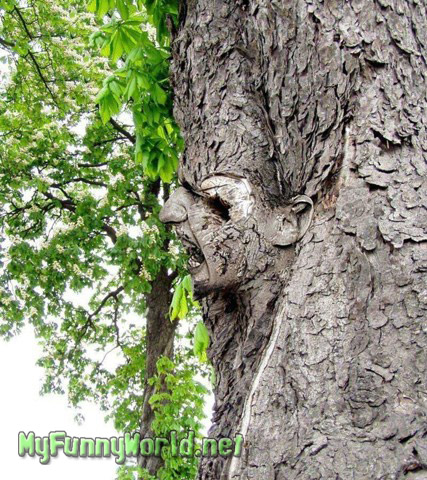 Funny Nature Pictures Funny Nature Pictures