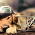 Consejos para viajar acompañado de tu perro