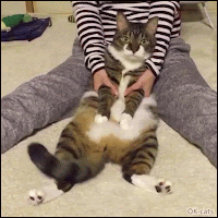 Amazing Cat GIF •  Cool Cat working out like human 1… 2…  1… 2… Purrfect workout for thighs and legs.