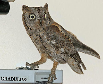 Autillo (Otus scops)