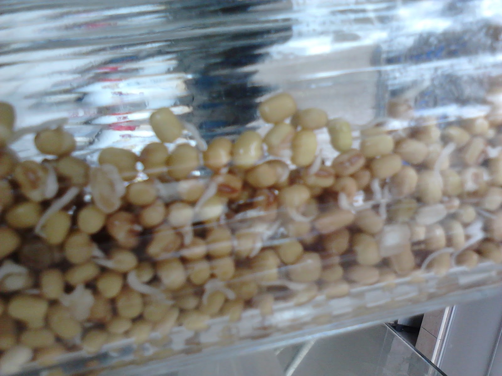 DIY How To Make Mung Bean Sprout At Home Everyday Kim