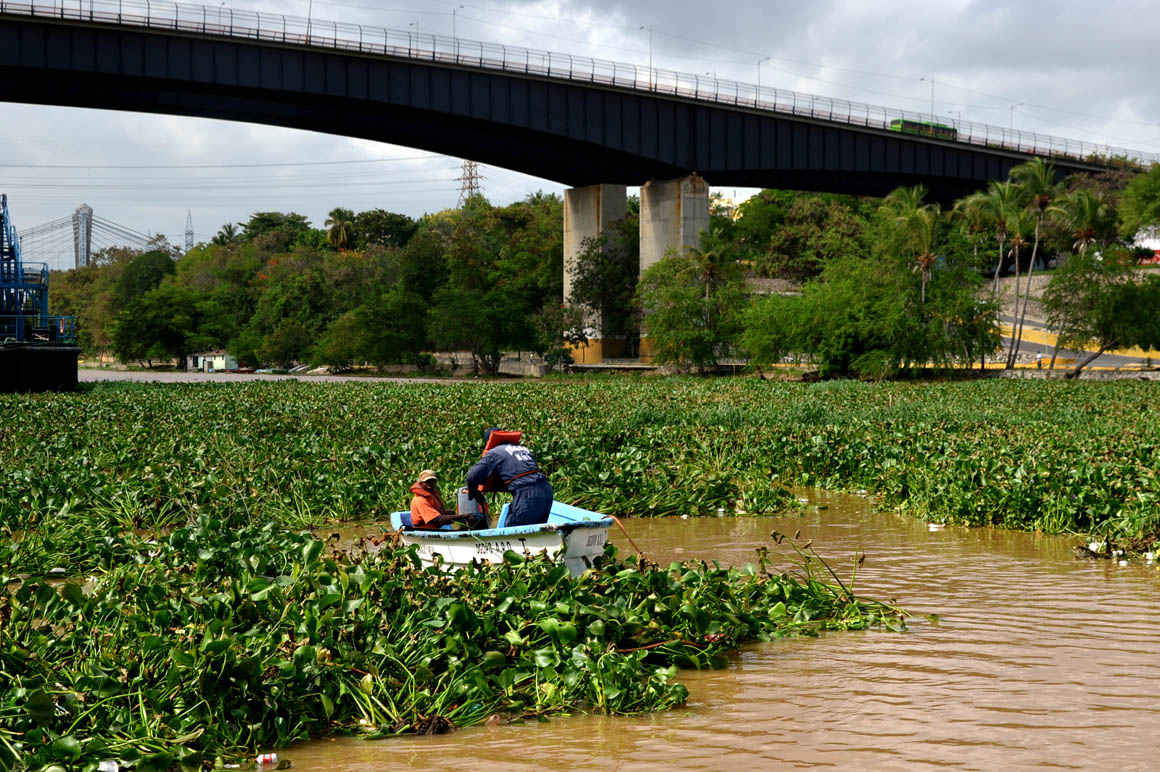 Resultado de imagen para gran cantidad de lilas que invaden sus aguas