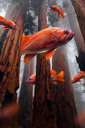 background flying sony editing jackson fish picsart backgrounds