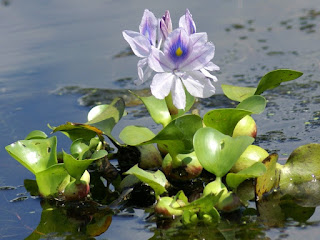 Jacinthe d'eau - Eichhornia crassipes Jacinthe d'eau - Eichhornia crassipes