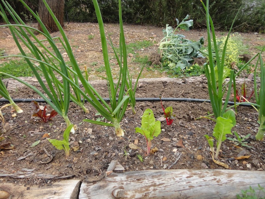 Bancal de cebollas y acelgas