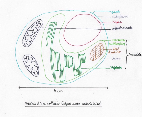 Blog DUT Génie Biologique Créteil: Les micro-algues : Une révolution ...