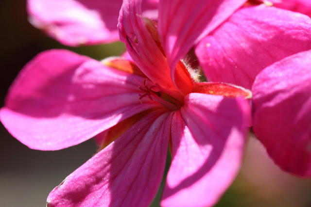 Pink Geranium flower