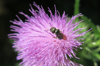 sweat bee, Wednesday, July 20, 2016, 12:18:05 PM