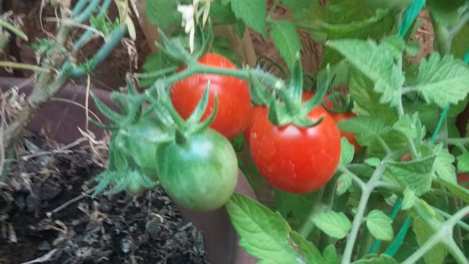 mis tomates cherry...