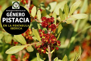 El género Pistacia son arbustos o arboles que pueden llegar a hasta 25 m de altura, ricos en sustancia resinosas