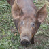 2018 Pork Shares Available for Pre-Order