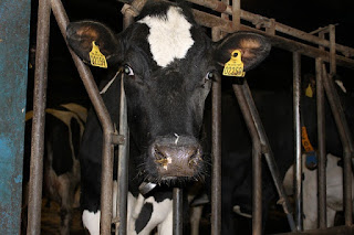 Kuh in der Milchindustrie