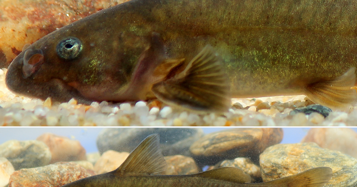 Species New to Science [Ichthyology • 2017] Understanding