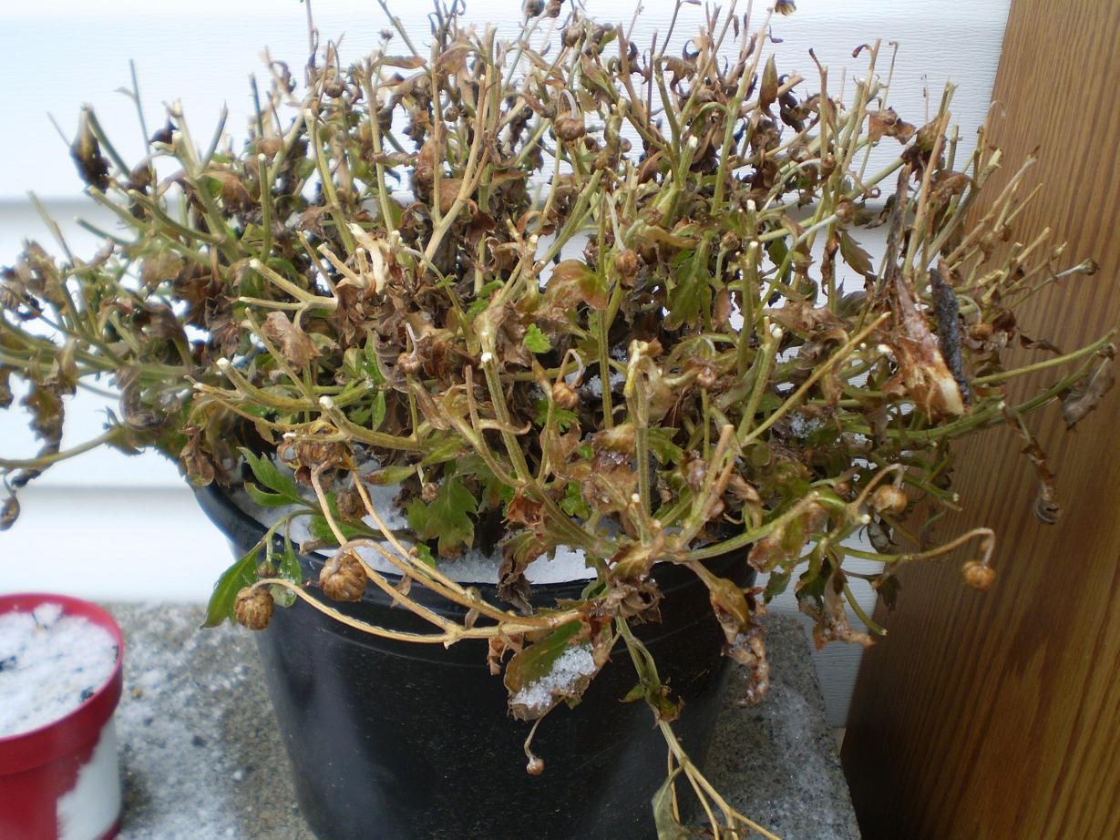 Green Jean new greenery!