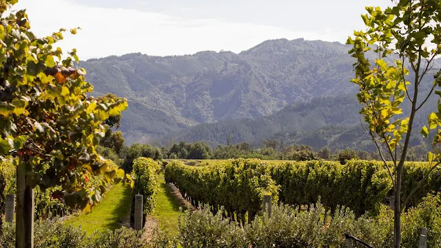 2 weeks in New Zealand: Explore Blenheim vineyards in the Marlborough Region