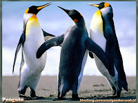 gambar pinguin