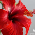 गुडहल (hibiscus oil) के फूलों का तेल कैसे बनाये | gudhal ke phoolo ka tel banane ki vidi.