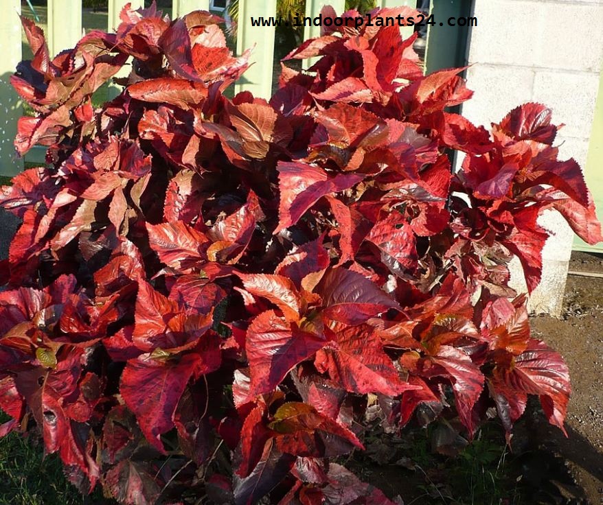 🤷INDOOR PLANT🤷Acalypha Wilkesiana Euphorbiaceae COPPER