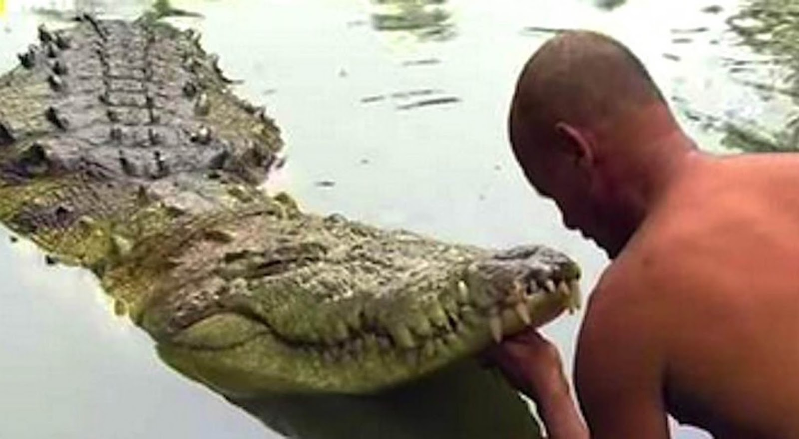 20 Years Ago He Rescued A Crocodile From Death This Is How He Shows His Gratitude Wow