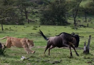 Lions hunting wildebeests in Southern Africa