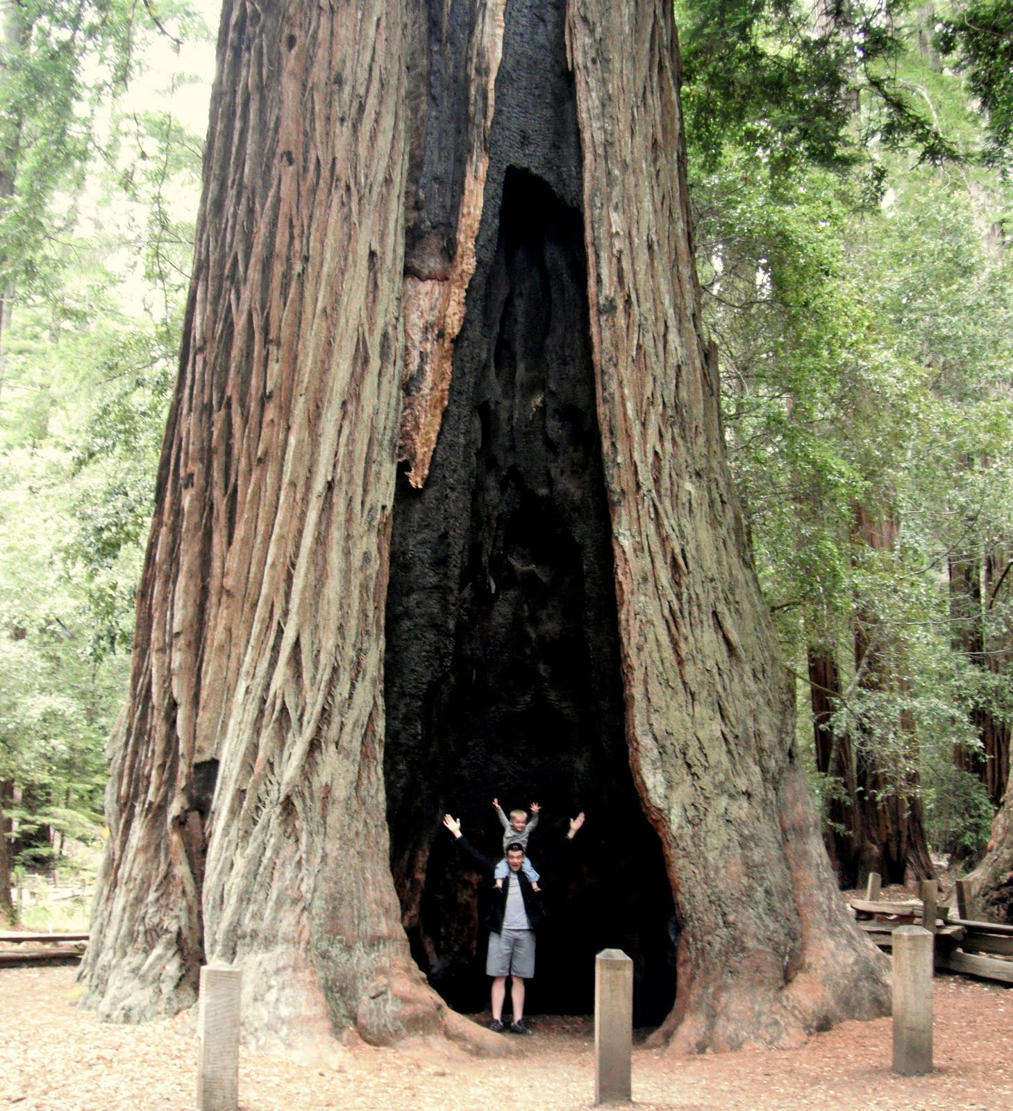 Calvin, Ashton, Camden, Coulton & Jace Big Basin Redwoods State Park