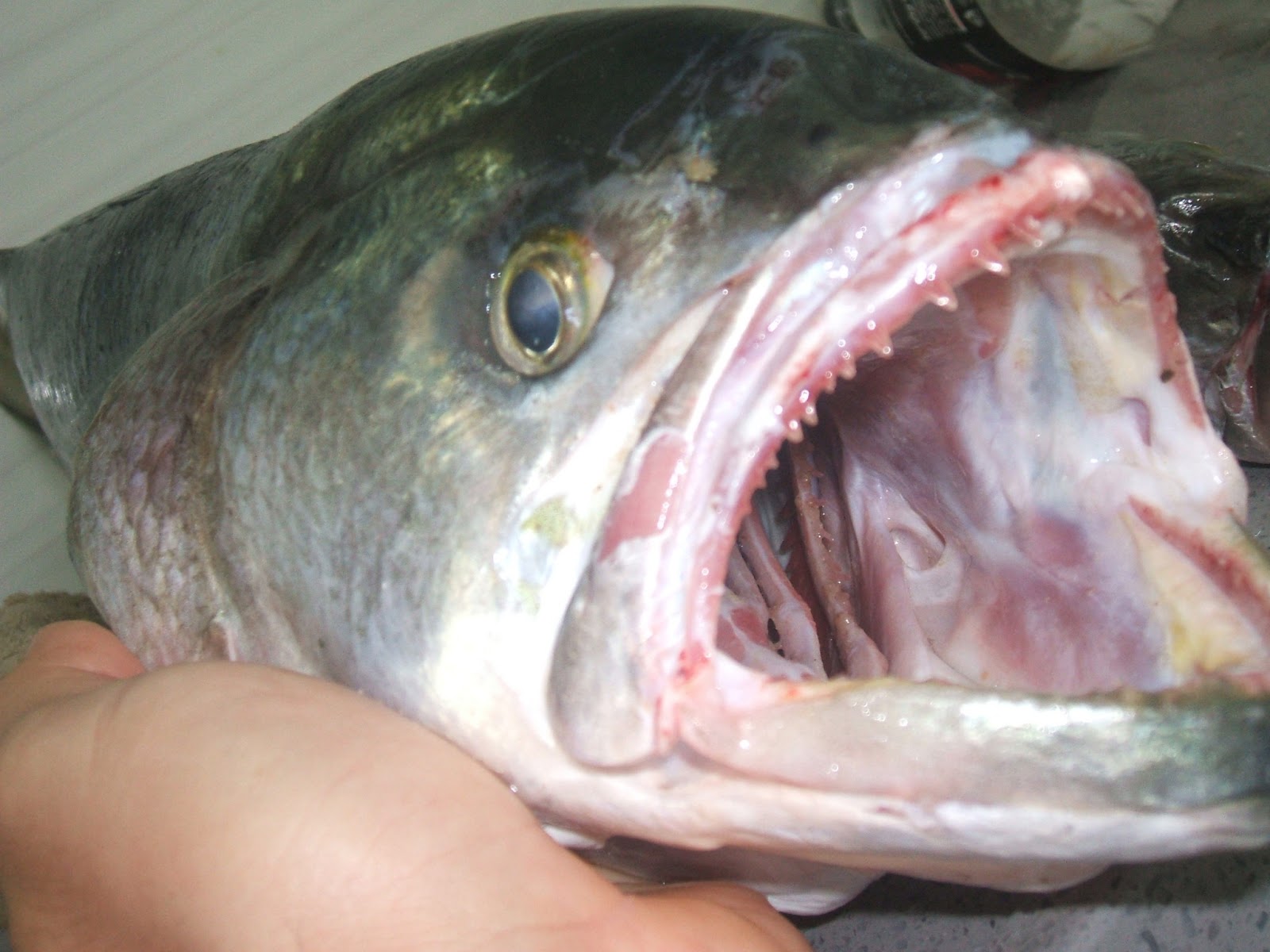 SALTWATER SPINNING IN ISRAEL: CRAZY FISH