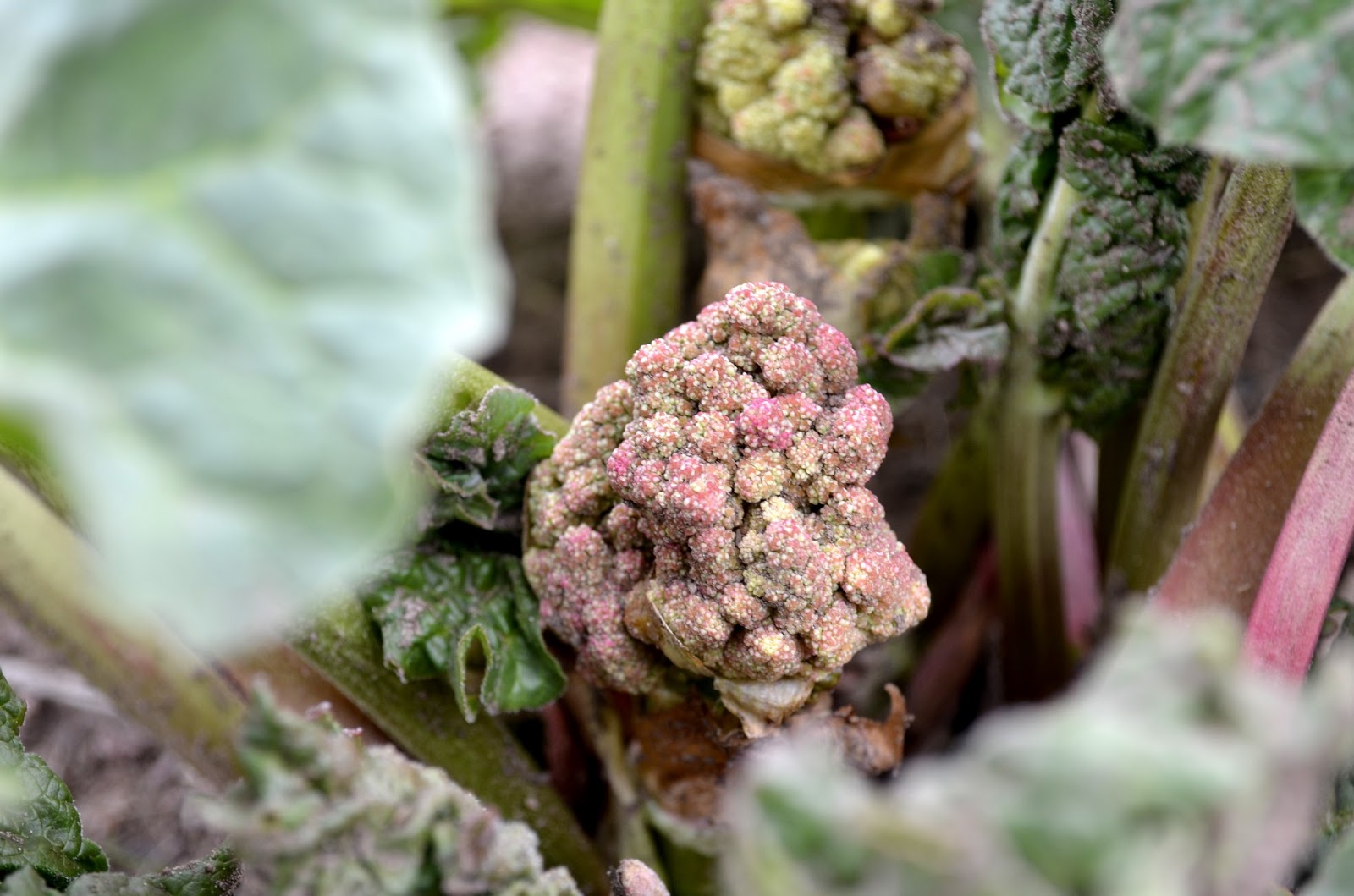 Flowering Rhubarb Journey to Eve