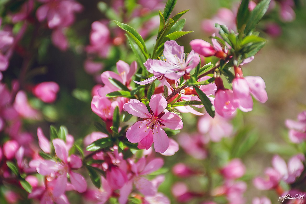 Розовые цветущие кустарники весной. Миндаль красивоцветущий. Миндаль Степной. Миндаль Сибирский кустарник. Миндаль кустарник малиновый.