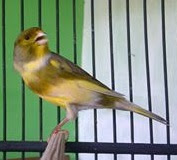 Tambahan MP3 Suara Burung Kenari Tambahan MP3 Suara Burung Kenari